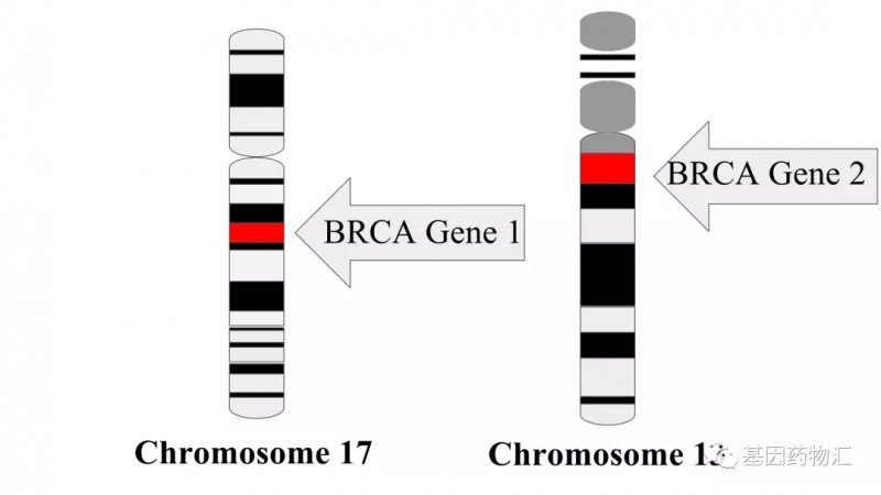 乳腺癌易感蛋白(BRCA)