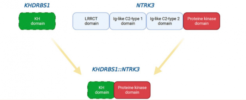 NTRK3融合基因