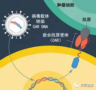 CAR-T疗法治疗原理