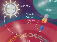  骨髓瘤新型CAR-T细胞免疫疗法Iecabtagene Vcleucel(Ide-Cel,BB2121)获优先审评,Claudin18.2临床试验招募中