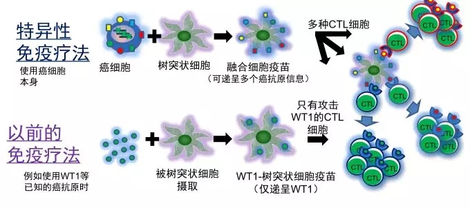 特异性和非特异性细胞免疫疗法对比