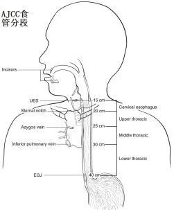 AJCC食管分段