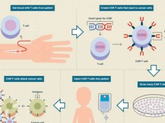 白血病青少年患者福音：CAR-T细胞疗法安全有效