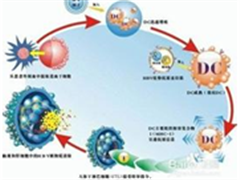 细胞免疫治疗——打破复发转移的全新武器