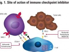 2016年细胞免疫突破性进展盘点