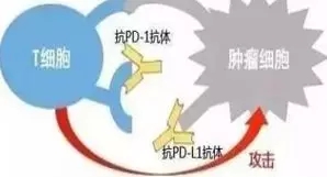 pd1和pdl1帮助T细胞攻击癌细胞