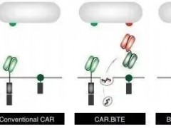 脑瘤CAR-T细胞免疫疗法,CAR-T细胞免疫治疗,CAR-T疗法临床试验