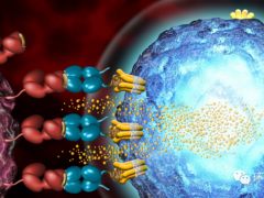 全新的KRAS TCR-T细胞疗法治疗胰腺癌,肿瘤缩小了72%