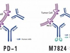 宫颈癌临床试验招募,PD-L1和TGFβ(贝塔)双靶点药物M7824临床试验招募进行中
