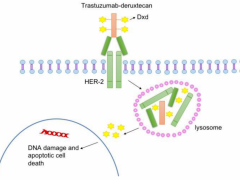 FDA批准首个乳腺癌HER2低表达的靶向药物Enhertu(DS-8201a、T-DXd、Fam-trastuzumab Deruxtecan-nxki)上市