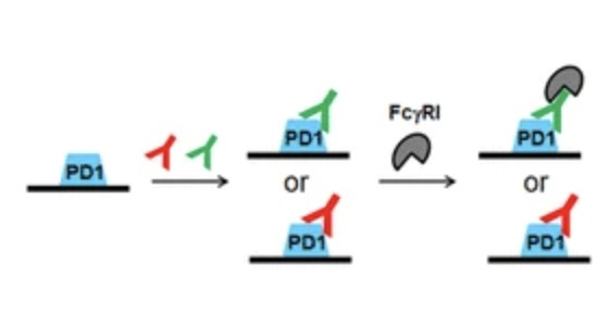 替雷利珠单抗介导PD-1和FcγRI之间的关系