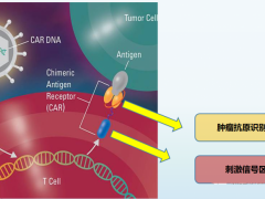 晚期胃癌治疗,4大细胞免疫疗法治疗胃癌为晚期患者带来生存突破