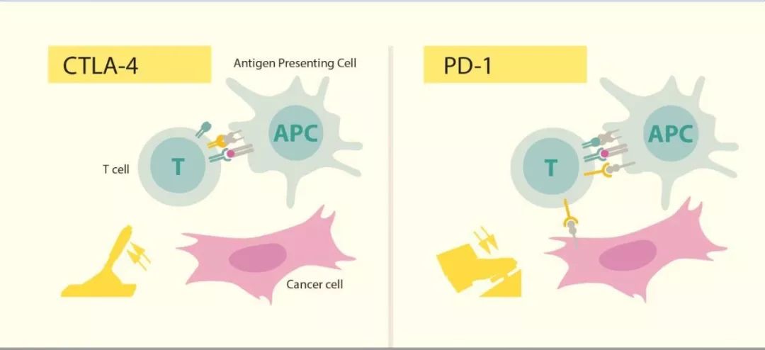 CTLA-4和PD-1