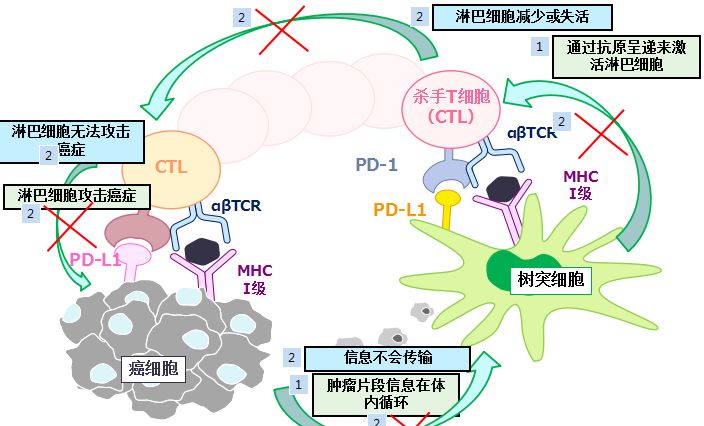 细胞免疫疗法