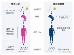 卵巢癌基因突变检测,BRCA检测、HRD检测、HRR检测助力卵巢癌BRCA突变PARP抑制剂使患者获益多达50%