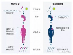 卵巢癌基因突变检测,BRCA检测、HRD检测、HRR检测助力卵巢癌BRCA突变PARP抑制剂使患者获益多达50%