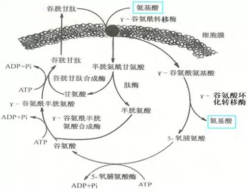 谷胱甘肽和氨基酸