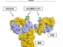 新码生物重组人源化抗HER2单抗-AS269偶联物(ARX788)HER2阳性乳腺癌临床试验II/III期招募整在进行中