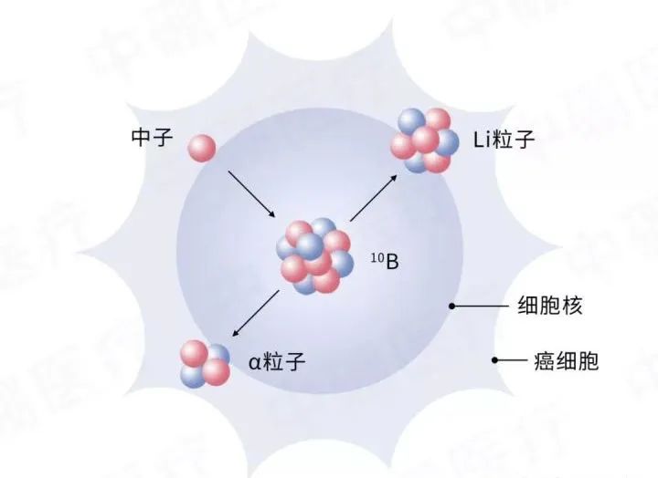 细胞尺度的重离子效应