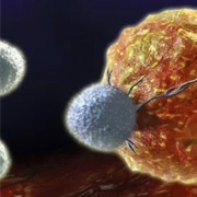 免疫系统中的“吹哨人”-NK细胞