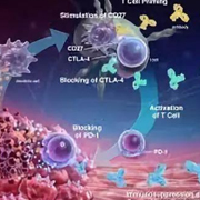 免疫系统的哨兵-树突细胞